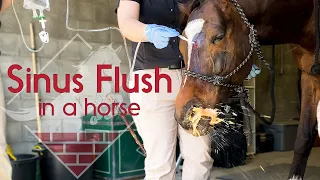 Flushing a Horse's Sinus