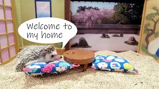 Hedgehog Cafe - Shibuya Tokyo, Japan vlog. SUPER KAWAII!