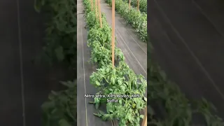 Billy Carter in W. Kentucky looking at Greenhouse Tomatoes | Transitioning into Foliar