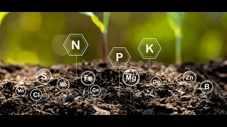 Study on the Effects of Mineral Fertilizers on Growth, Fruit Yield and Nutrient Uptake of Tomato....