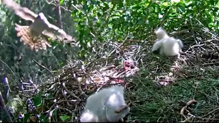 Goshawk attacks an eagle's nest~June 18 19, 2022~Booted Eagle (Hieraaetus pennatus)