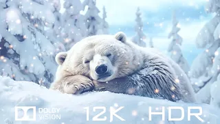 Dolby Vision 12K HDR 60 FPS - Animals In The Wild And Relaxing Piano Music with Natural Sounds