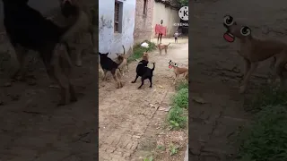 German Shepherd and Labradors vs 4 street dogs fight #dog #fight #shorts #viral #trending #short