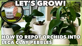 HOW TO REPOT ORCHIDS INTO LECA: A how to guide