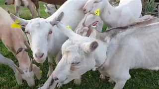 Rescue Goats! - What we had to do to save this herd of goats