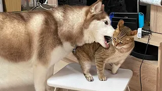 Who is The Boss in The House?  Funny Cats and Dogs Fighting Compilation