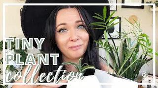 Baby Houseplants? | Tiny Houseplant Collection