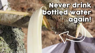 How We Tap Birch Trees For Nature's Purest Water!