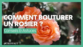 Comment bouturer un rosier ? - Truffaut