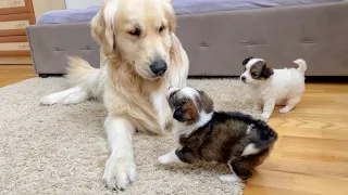 Golden Retriever Meets Adorable Puppies for the First Time!