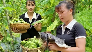 Because the husband works far away, the wife alone harvests cucumbers to sell and makes pigeon nests