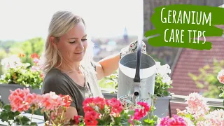 How to care for geraniums | Tips for planting your balcony with pelargonium|Balcony plant care guide
