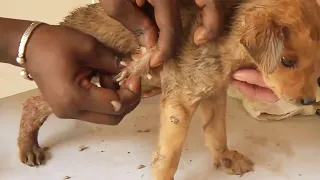 Removing Monster Mango worms From Helpless Dog! Animal Rescue Video 2022 #86