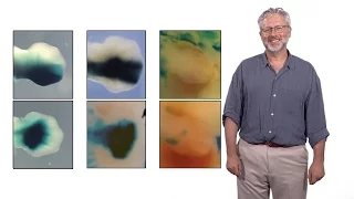 Neil Shubin (U. Chicago): The Evolution of Limbs from Fins