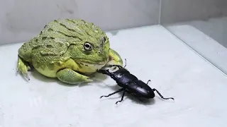 Лягушка-бык ест черного жука-титана 牛蛙吃黑泰坦虫 Bull Frog eating Black Titan Bug