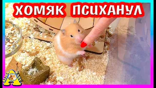 Хомяк Fanta отомстила мне за ... ЗА ЧТО? / Alisa Easy Pets