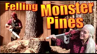 FELLING MONSTER PINE TREES with Updates On Our Plans And Gardens At Our Off Grid Homestead