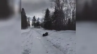 Moose charges Maine man in Van Buren