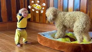 Monkey Max rage when dog Bo pee on mattress !