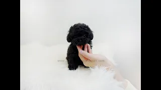 Baby, don’t eat the ball🖤 - Aloha Teacup Puppies