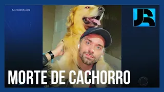 Cachorro de cinco anos morre após companhia aérea transportá-lo para o destino errado