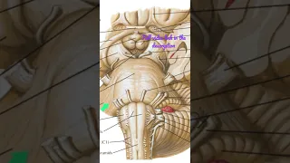 Pons - Introduction #Anatomy #mbbs #education