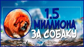 Самая дорогая собака в мире!