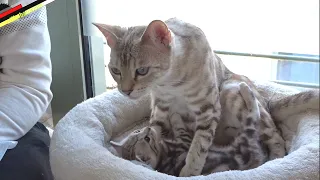 bengal kittens are born