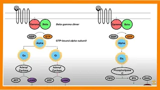 Signal Transduction Pathways (G-Protein, Receptor Tyrosine Kinase, cGMP)