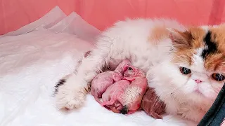 cat giving birth