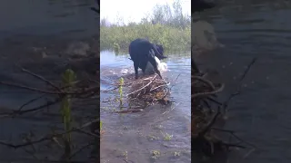 Щенки Мастино ( 3 мес.) на оттдыхе(6)