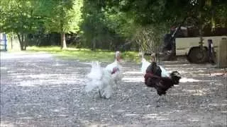 Poultry Fight: Turkey VS Rooster