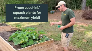 Prune zucchini and squash plants for MAXIMUM production| Promotes new growth and prevents disease