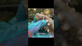 Found a lot of abalone and sea cucumber!