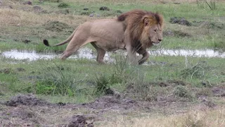 Botswana's biggest lion
