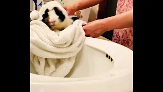 Happy piggy shower.