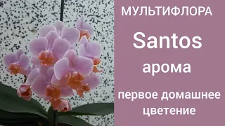 Ароматная орхидея Мультифлора Santos (Сантос). Первое пышное домашнее цветение.