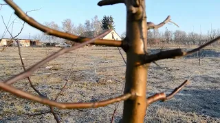 Обрізка та формування крони дерева яблуні весною