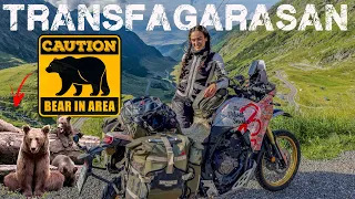 PERICOLO ORSI IN MOTO! La TRANSFAGARASAN con gli amici pelosi!