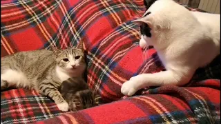 Мама-кошка защищает котёнка.