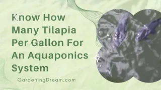 Know How Many Tilapia Per Gallon For An Aquaponics System