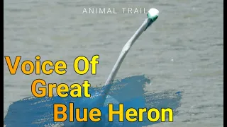 Great Blue Heron | Voice Only | LK | ANIMAL TRAIL