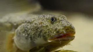 Fishing In Mekong Delta - Рыбы дельты Меконга