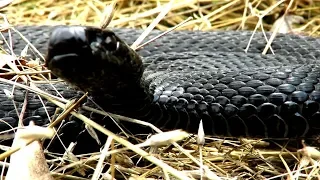 Гадюка угрожающе шипит и делает выпады, Viper hisses and attacks