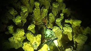 Night Dive Spearfishing in a Paradise Island in the Pacific [ep6] MARSHALL ISLANDS MH