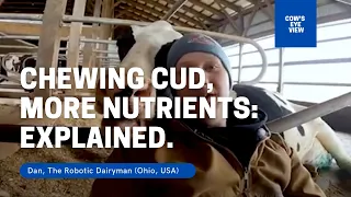 Chewing cud, more nutrients: EXPLAINED.