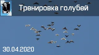 Тренировка голубей 30.04.2020