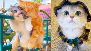 Unbelievable!!!! 😱 Best Funny Cat Videos 2021 - Try Not To LAUGH 😂🤣 - Cute Cats World #3