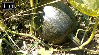 How to grow pumpkins ☆ The whole process in one clip.