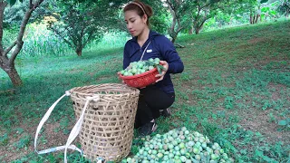 Harvesting. Tam Hoa Plums Bring To The Market To Sell - farm life #162